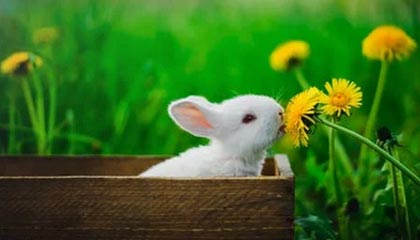 全网独家!九三阅兵全图鉴